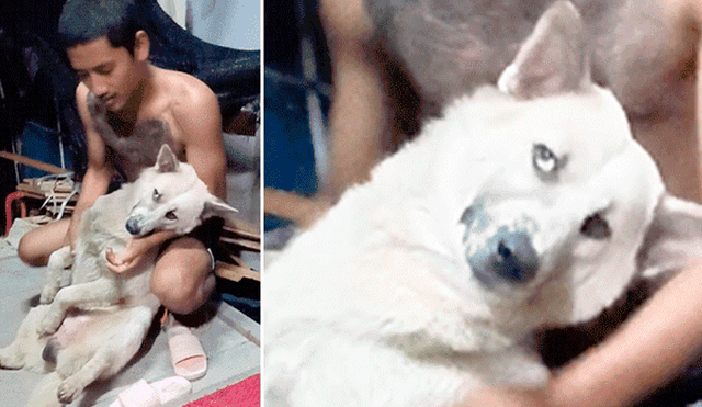 YouTube viral: perrito no quiso que dueño lo bañe y fingió su muerte [VIDEO]