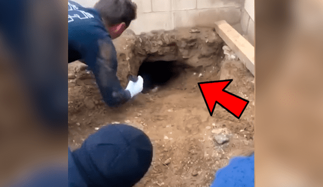 YouTube viral: oyen extraños ruidos en agujero y logran rescatar a dos enormes animales juntos [VIDEO]