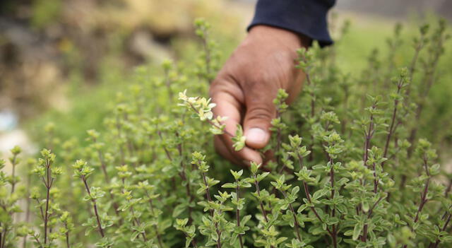 Arequipa. Producción de orégano de Lluta ahora en mercado europeo.