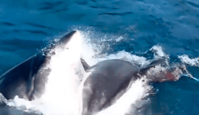 YouTube viral: turista navega en altamar y captar feroz batalla de tiburones con desgarrador final. Foto: Nat Geo Wild