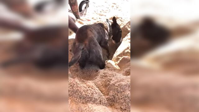 Vía Facebook: Perro fue ‘enterrado’ vivo por su dueño y video asombra a miles