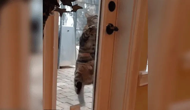 En YouTube, un travieso gato utilizó sus patas delanteras para mover la manija e ingresar a su casa a escondidas.