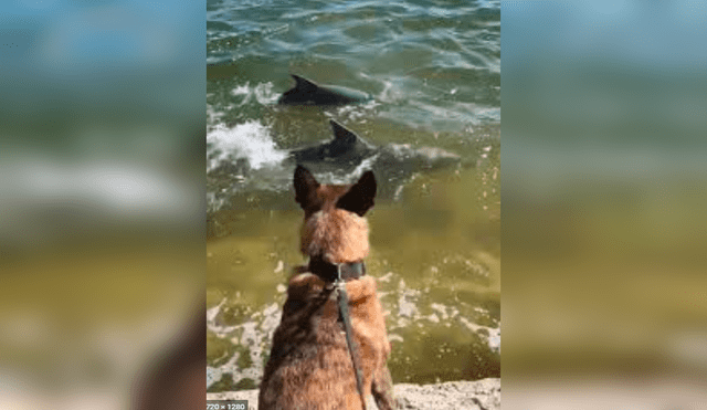 Desliza hacia la izquierda para ver las tiernas escenas del perro interactuando con los dos delfines. Foto: captura de Facebook