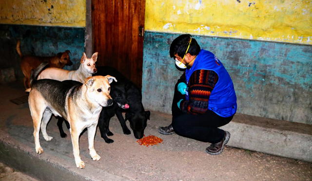 Perros callejeros de Cajamarca