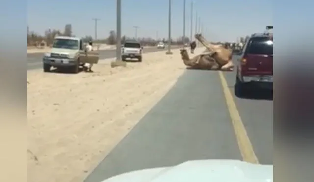 YouTube: Dos camellos tuvieron sexo en plena carretera de Emiratos Árabes