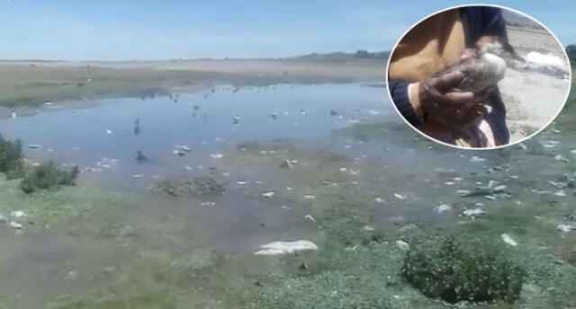 Reportan extraña muerte masiva de aves a orillas del lago Titicaca en Puno