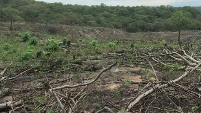 Inescrupulosos talan árboles para traficar terrenos en Tumbes