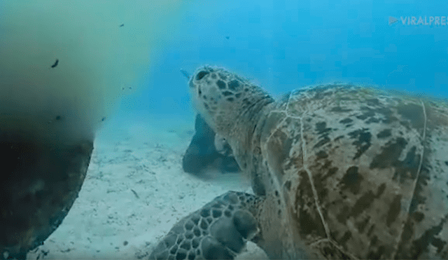 Cree que tortuga ha muerto aplastada por pesado tubo, se acerca y descubre la terrorífica verdad [VIDEO]