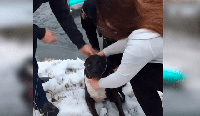 Desliza las imágenes para observar el rescate que realizó un policía tras ingresar a aguas congeladas para salvar a un perro.