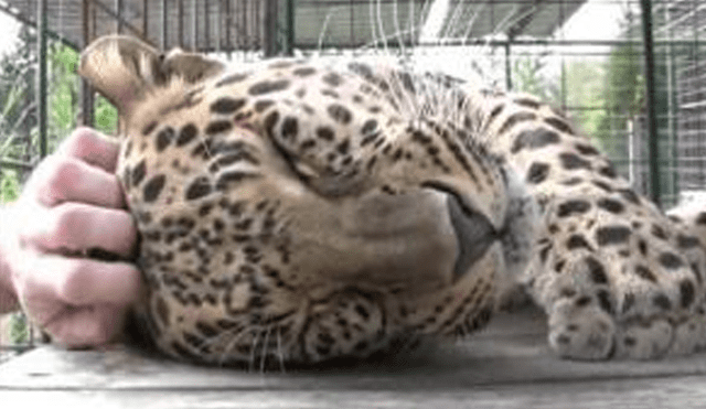 Desliza para ver la reacción de este leopardo que enamoró a miles en YouTube. Foto: Captura.