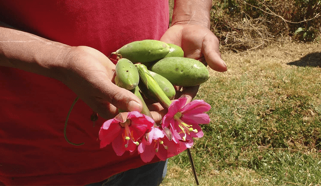 Tumbo: fruto con bondades curativas y afrodisiacas 