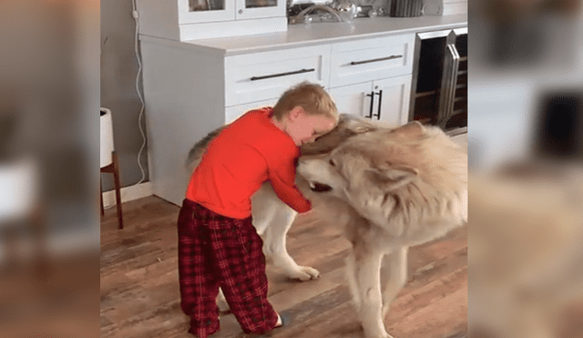 En YouTube, un pequeño sorprendió al seguir las indicaciones de un gigantesco lobo que le enseñaba aullar.