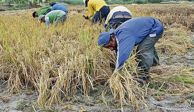 Piura: Piden incrementar fondos de Agrobanco para atender a pequeños productores