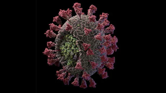 Imagen 3D del coronavirus SARS-CoV-2. Crédito: Visual Science.