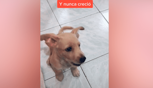 Desliza las imágenes para descubrir la verdadera raza de este presunto perro golden retriever. Foto: Elvia Mejía/TikTok