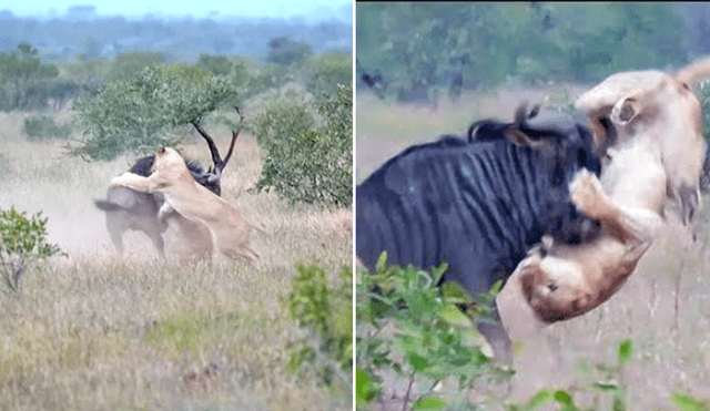YouTube Viral: Leonas casi matan a ñu, pero se recupera y les da una paliza [VIDEO]