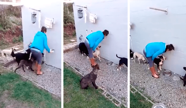 Facebook viral: perros se comportan de forma educada cuando dueña les da la comida [VIDEO]