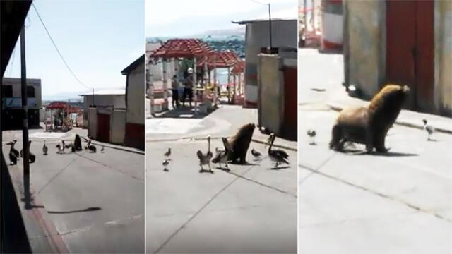 Los animales fueron captados caminando cerca a la plaza Mariscal Nieto en la ciudad de Ilo.