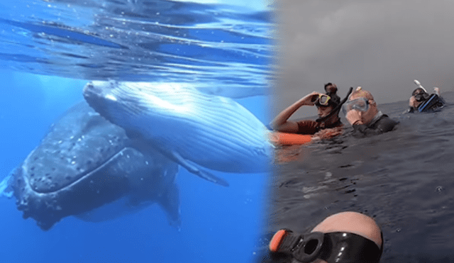 Un video viral de Facebook muestra el momento en que un grupo de turistas nadan al lado de gigantescas ballenas jorobadas en Estados Unidos.