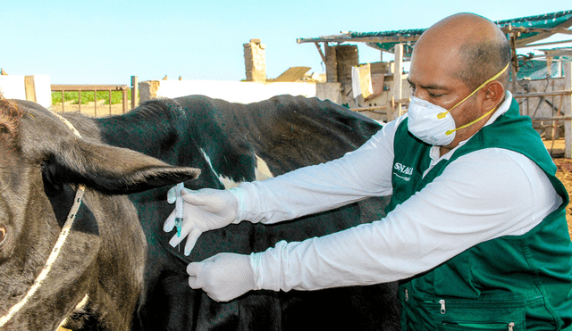 Áncash: Senasa aplicará vacuna contra el ántrax al ganado