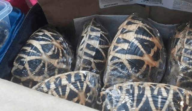 Autoridades capturan a pareja que transportaba tortugas en bolsas de plástico 