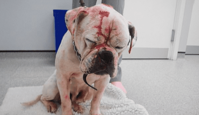 La mascota fue rociada con químicos de limpieza en los ojos y la cabeza. (Captura: Daily Mail)
