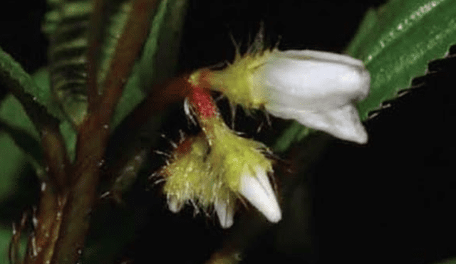 Descubren seis nuevas especies de plantas para la ciencia en parque nacional de Oxapampa [FOTOS]