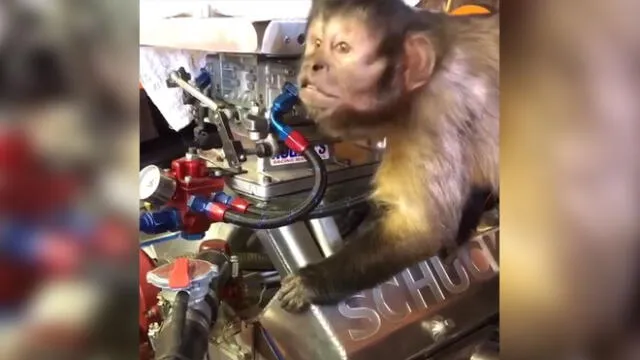 Graban a mono ‘reparando’ un auto y miles se derriten de ternura [VIDEO]