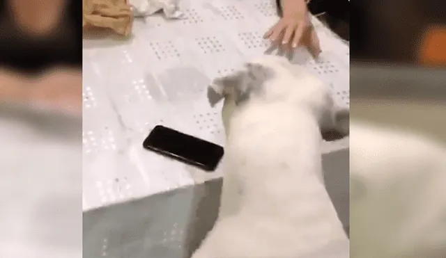 Dueño del can lo dejó al cuidado de su celular, sin imaginar la curiosa conducta del animal cuando su novia intentó agarrar el móvil
