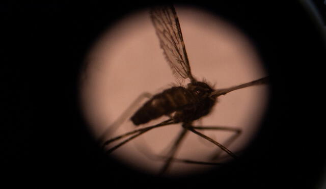 This illustration picture taken on August 22, 2019 shows a mosquito seen through a microscope in the entomology laboratory at the National Center for research and training on malaria (CNRFP), in Burkina Faso's capital Ouagadougou. - A species of mosquito originally from Asia threatens to put tens of millions of city-dwellers in Africa at higher risk of catching malaria as the invading insect spreads throughout the continent, a study said September 14, 2020. (Photo by Olympia DE MAISMONT / AFP)