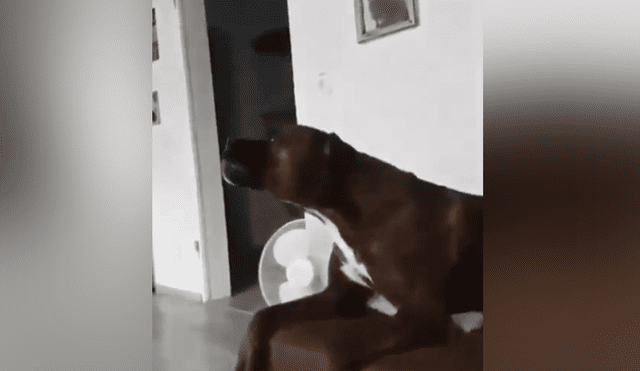 Un video muestra el momento en que un perro trata de replicar el sonido de una sirena de bombero.