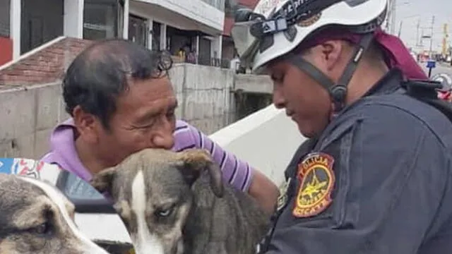 Arequipa: rescatan a perrito callejero de cauce de río y hombre decide adoptarlo