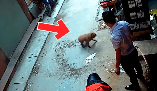 YouTube: perro callejero cae en una alcantarilla y valiente hombre lo rescata