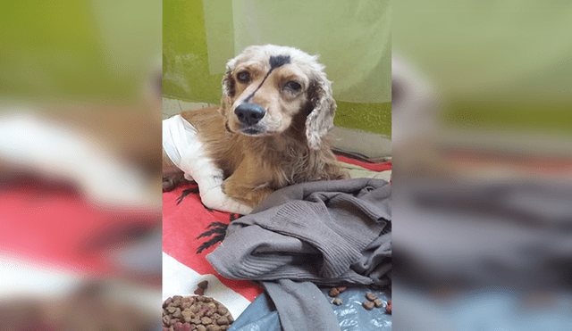 En Facebook, una mujer encontró a un perro en lamentables condiciones tras ser atropellado.
