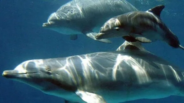 La capacidad de controlar los latidos del corazón en los delfines es equivalente al control que tienen los humanos sobre su respiración o el parpadeo. Foto: EFE