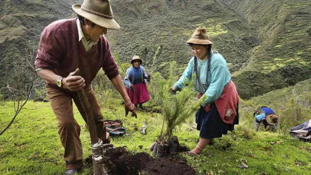 Más de dos mil árboles son plantados en Cusco