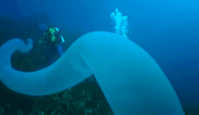 YouTube viral: buzos graban a gusano gigante en mar de Nueva Zelanda [VIDEO]