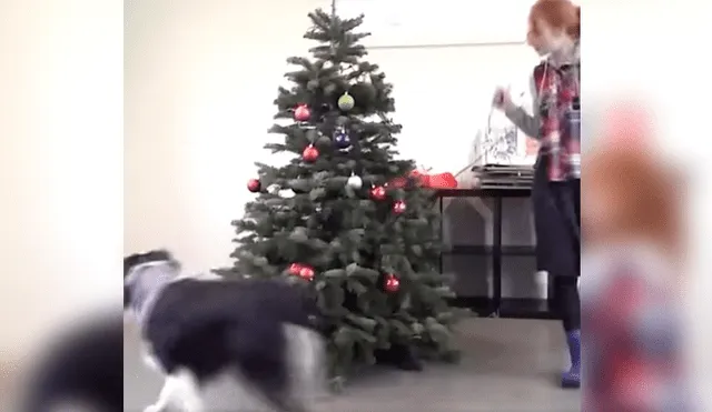 Video es viral en Facebook. El can ha causado sensación en las redes tras la difusión el video en el que se le ve apoyando a su dueña con cada adorno del árbol navideño