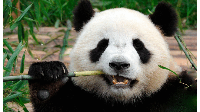 China envió dos osos panda a zoológico de Copenhague en Dinamarca