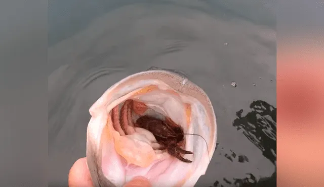Atrapa una aterradora criatura marina con sus manos, la alimenta y sucede algo insólito [VIDEO]