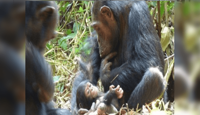 Chimpancés "parteras" asisten en alumbramiento a otra hembra [VIDEO]