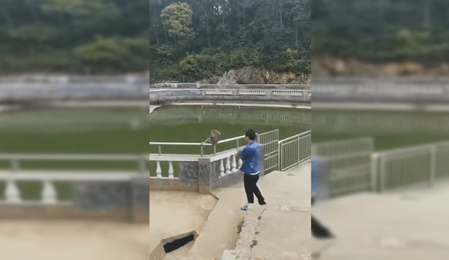 YouTube Viral: Mono enfurece con niño que lo empujó al agua y le da fuerte susto