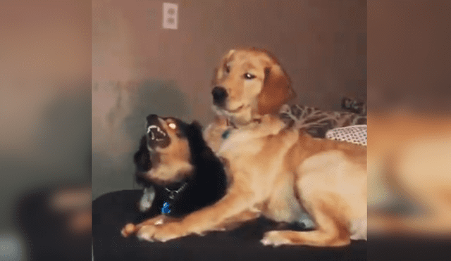 Desliza las imágenes hacia la izquierda para observar la inesperada acción de un perro para calmar a su ‘compañera’.
