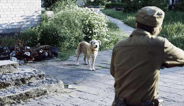 Chernobyl: el cruel destino de los perros radioactivos tras el accidente nuclear