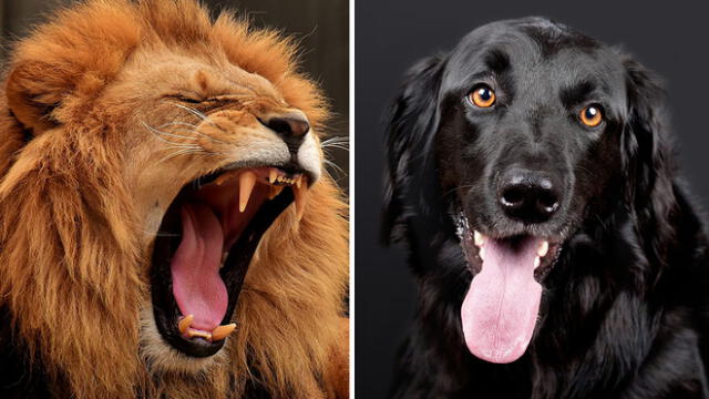 YouTube: perro ingresa a jaula de leones y ocurre lo más raro del mundo