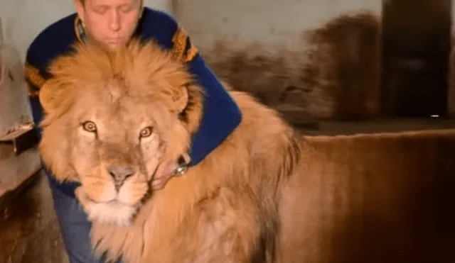 YouTube viral: leones aparecen mientras reportero entrevista a cuidador y sucede esto [VIDEO]