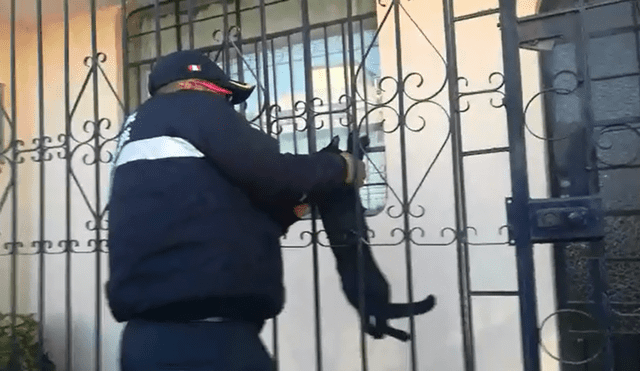 Serenos en Arequipa rescatan a gato atrapado y lo adoptan [VIDEO]