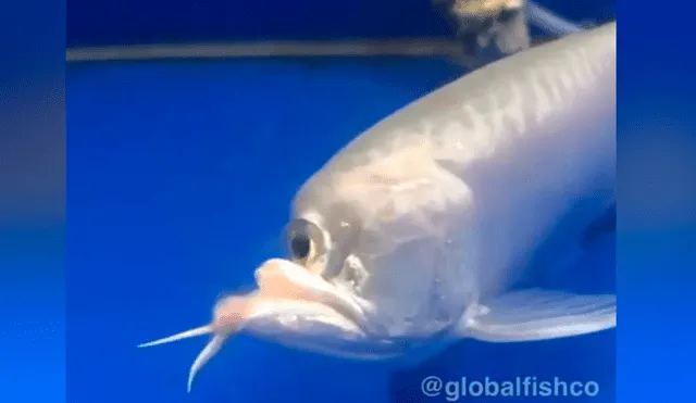 YouTube viral: atrapa extraño pez ‘cíclope’ y su aspecto deja aterrados a miles
