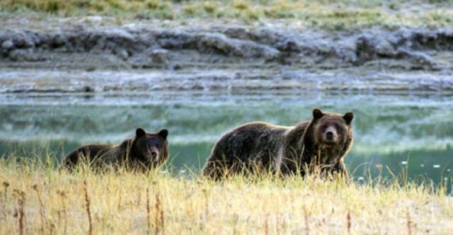 Estados Unidos: adiós a la caza de osos Grizzly en Yellowstone