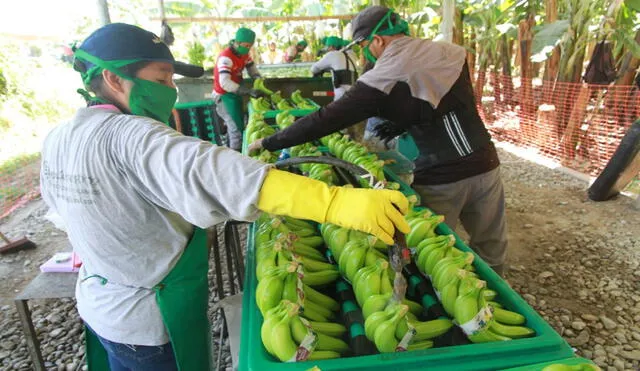 Exportación de banano orgánico incrementaría en el 2021. Foto: La República.